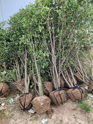 先抑后揚(yáng),上半年溫江花木賣了12億