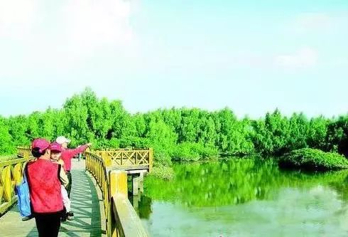 大亞灣建設(shè)生態(tài)園林,綠地率已達(dá)39.5